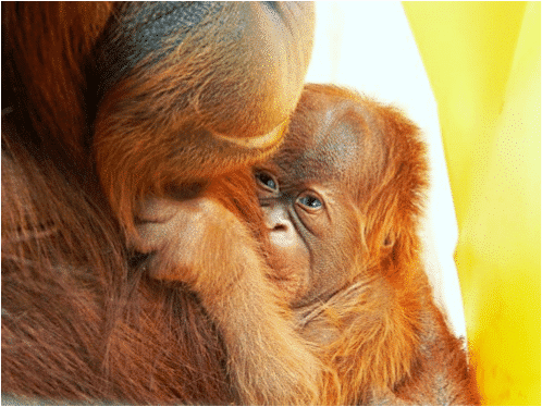 baby orangutan and mother