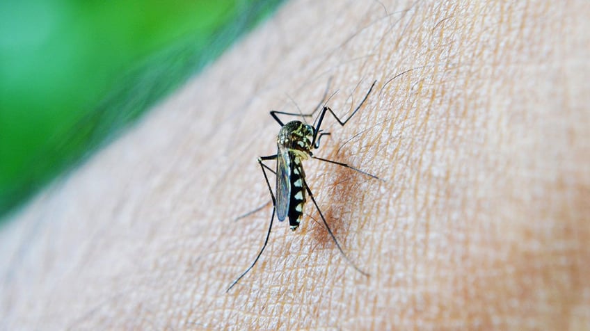 Zika Virus Concerns When Trying to Conceive