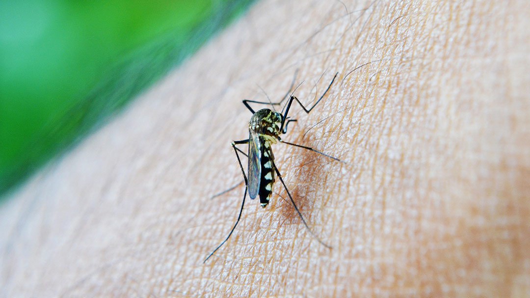 Zika Virus Concerns & Trying to Conceive – What You Should Know